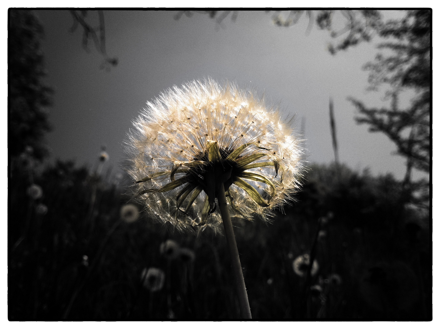 Dandelion