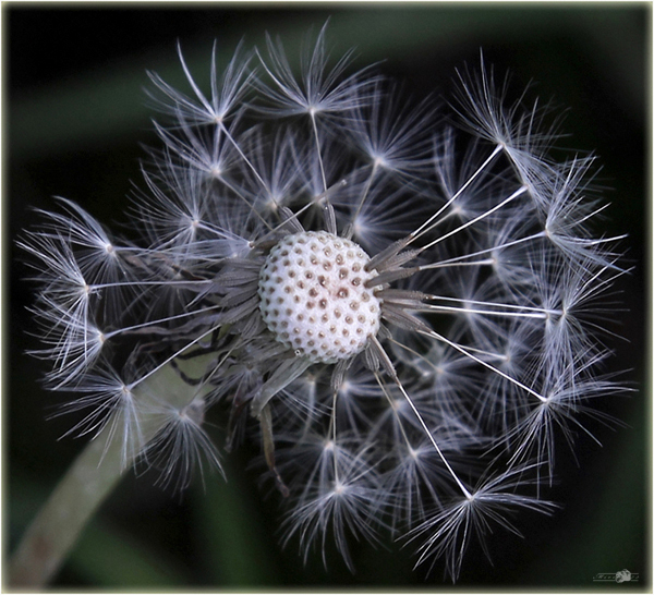 *Dandelion*