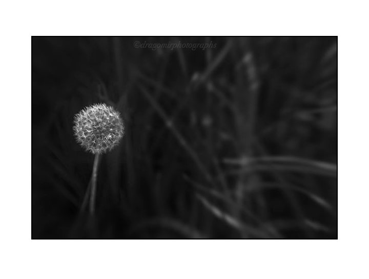 Dandelion 8