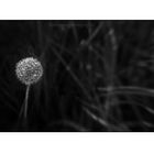 Dandelion 8