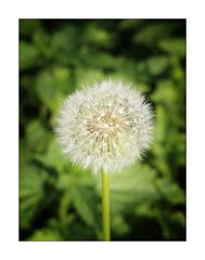 Dandelion