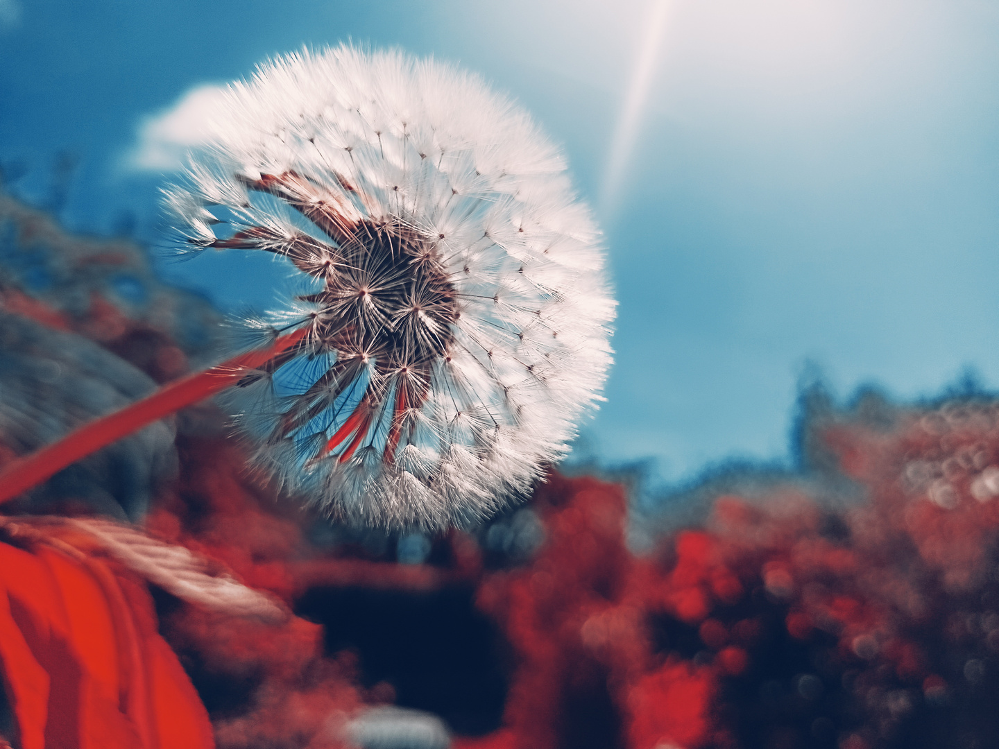 dandelion