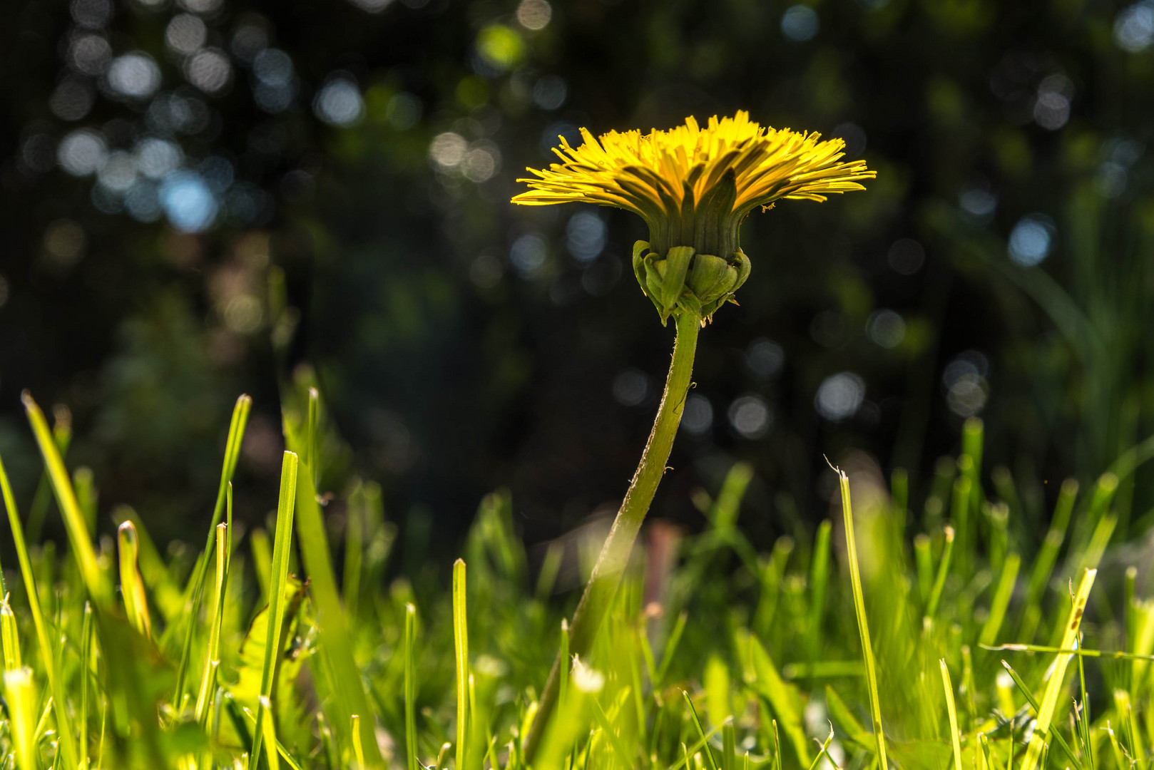 Dandelion