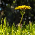 Dandelion