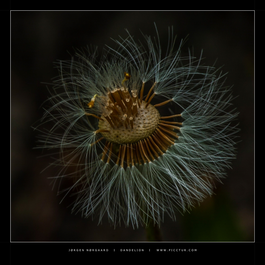 Dandelion