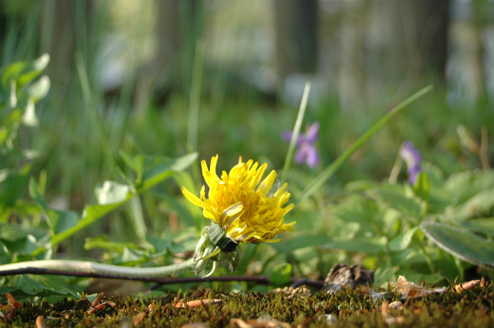 dandelion