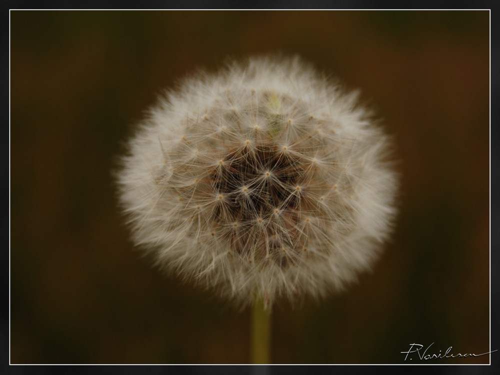 dandelion..