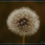 dandelion..