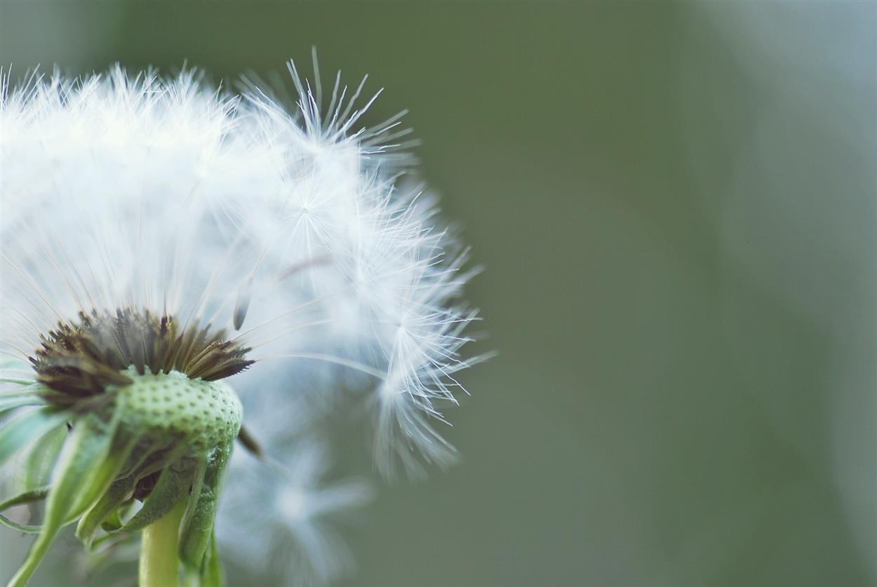 dandelion