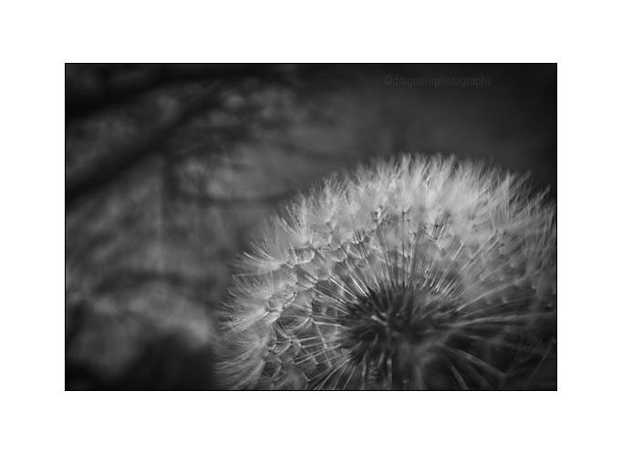 Dandelion