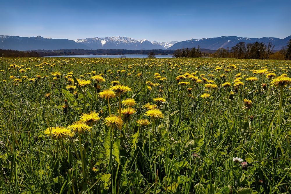 ~ DANDELION ~