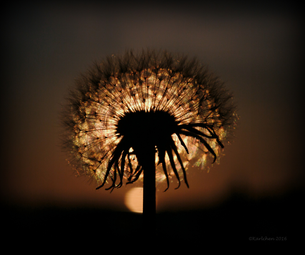 Dandelion