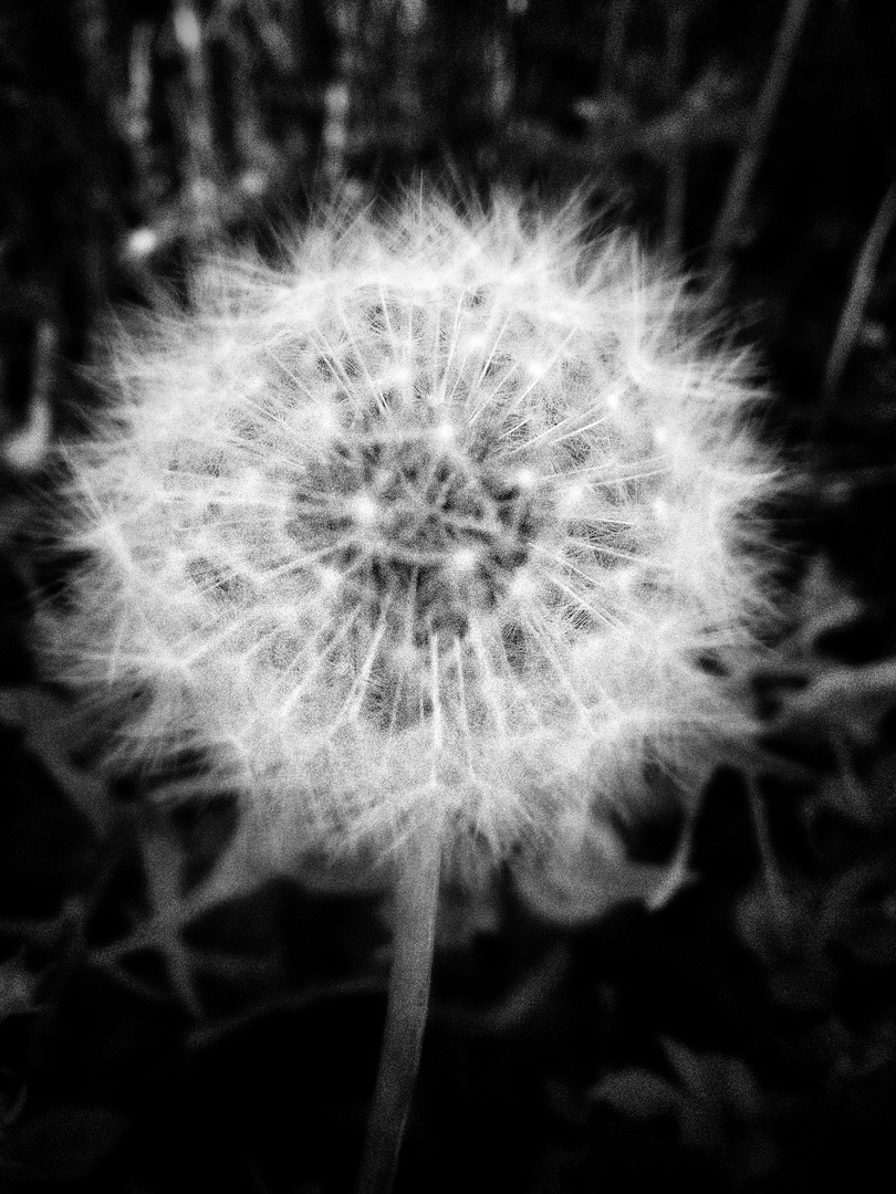 Dandelion