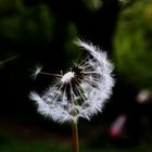 Dandelion