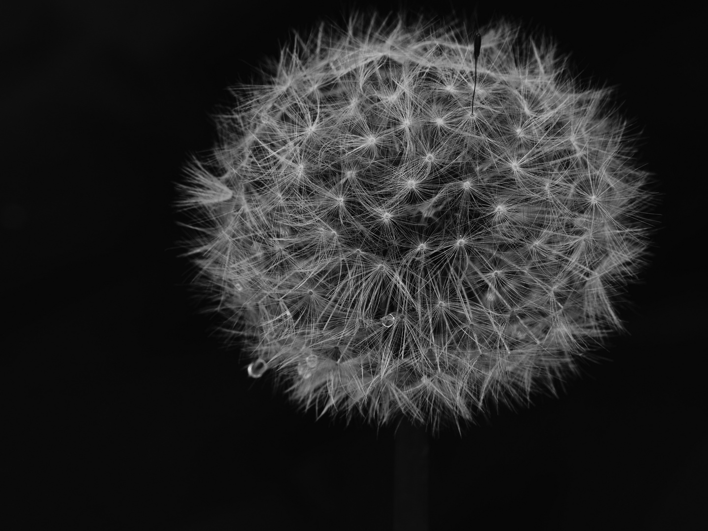 Dandelion