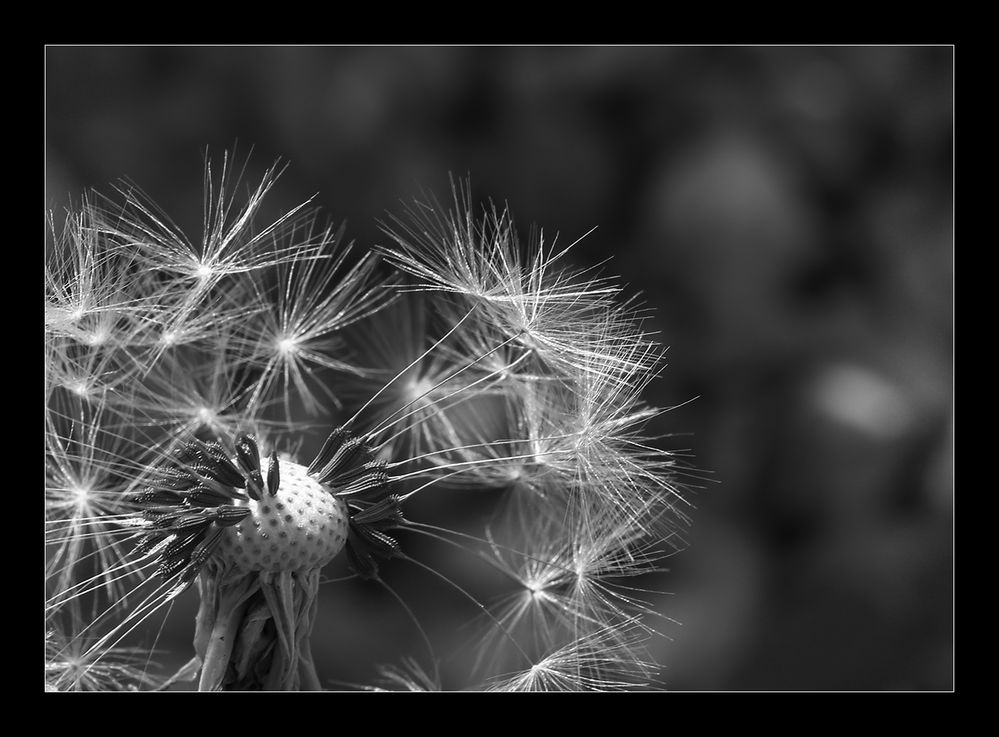 ~ Dandelion ~