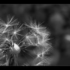 ~ Dandelion ~