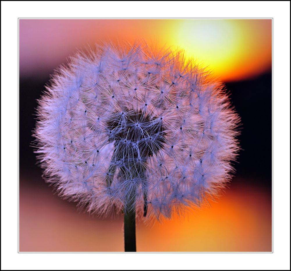 Dandelion