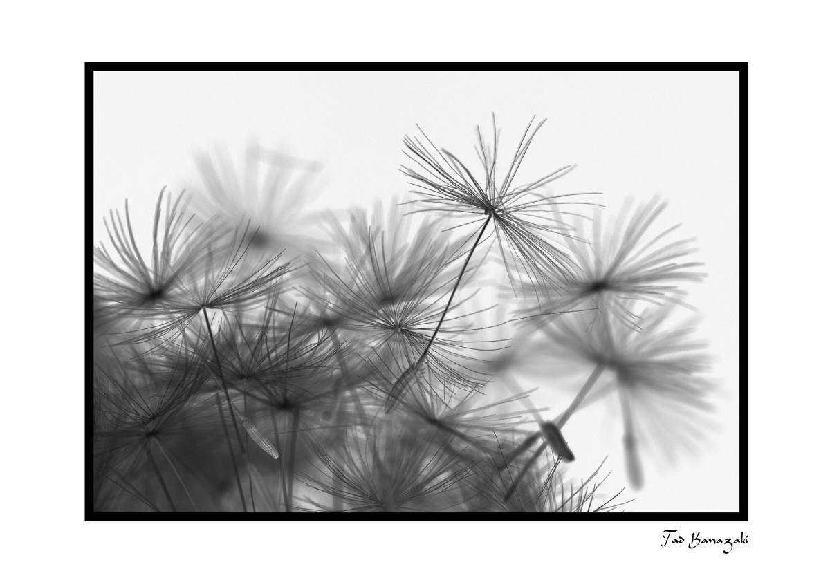 Dandelion-9[Inversion]