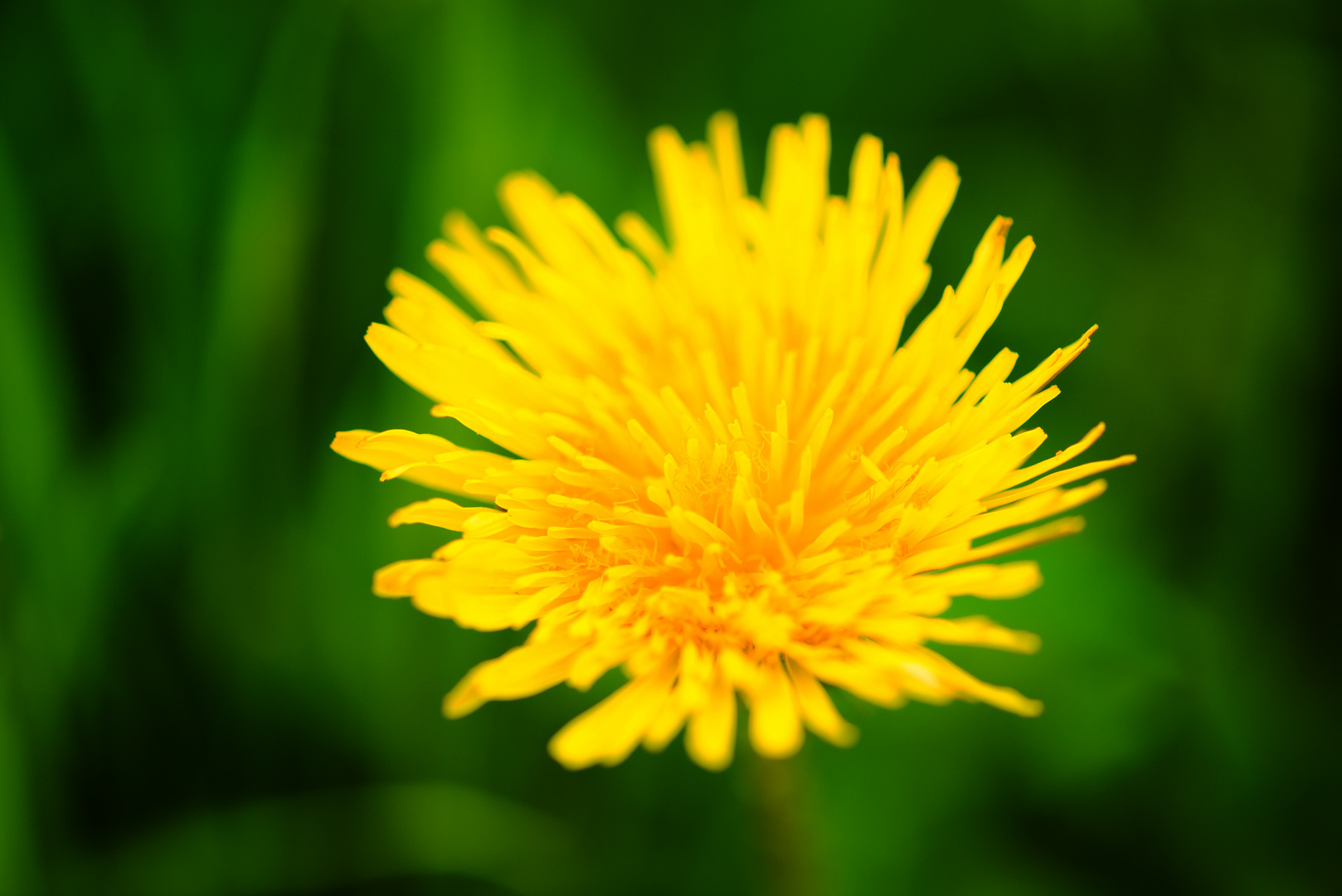 Dandelion