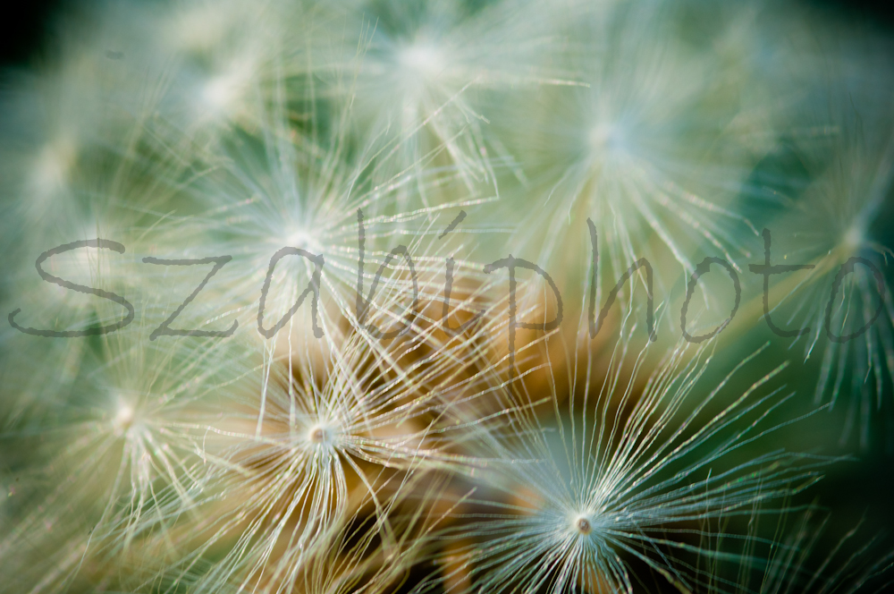 Dandelion