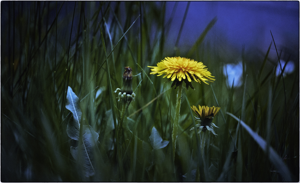 DANDELION