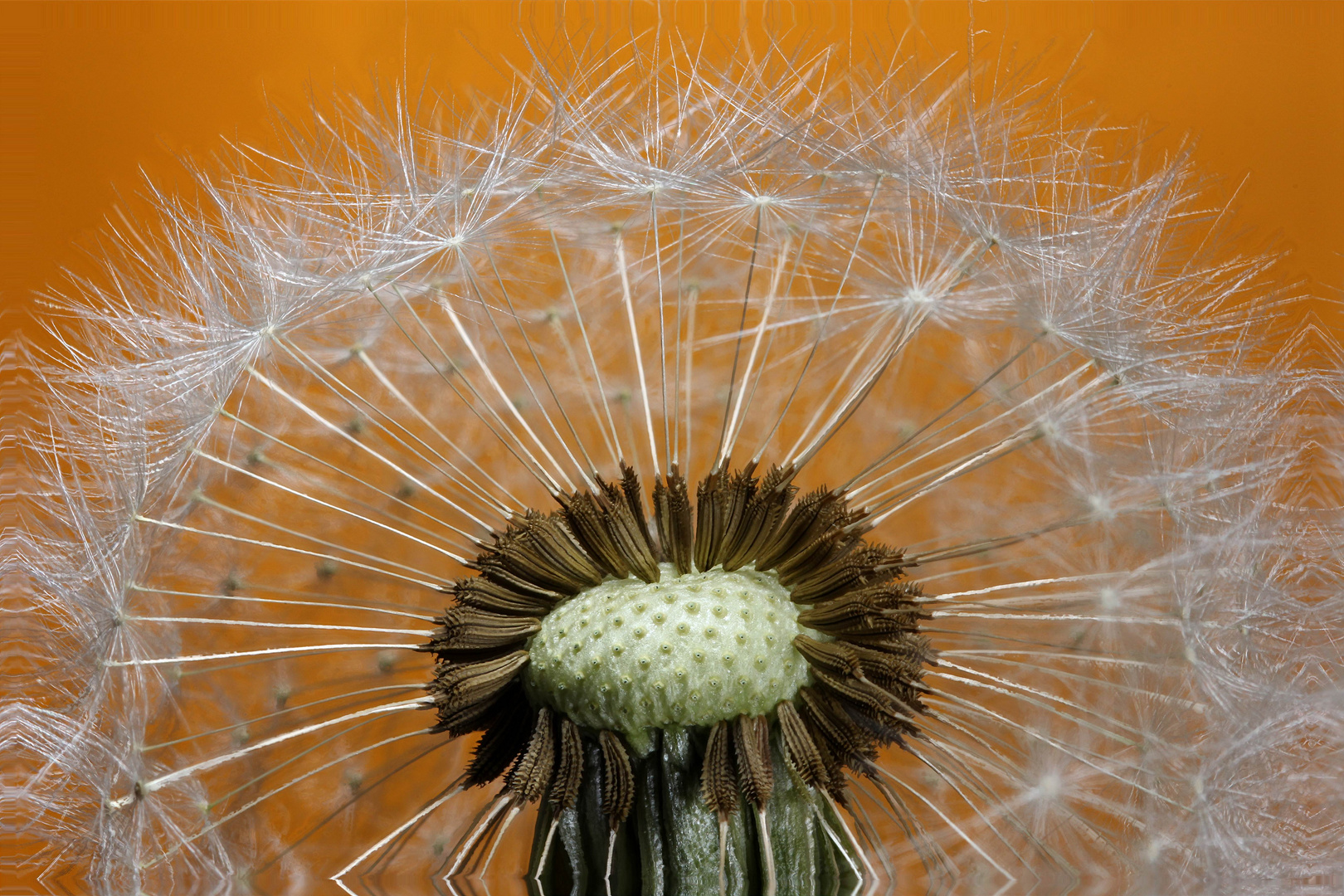 Dandelion