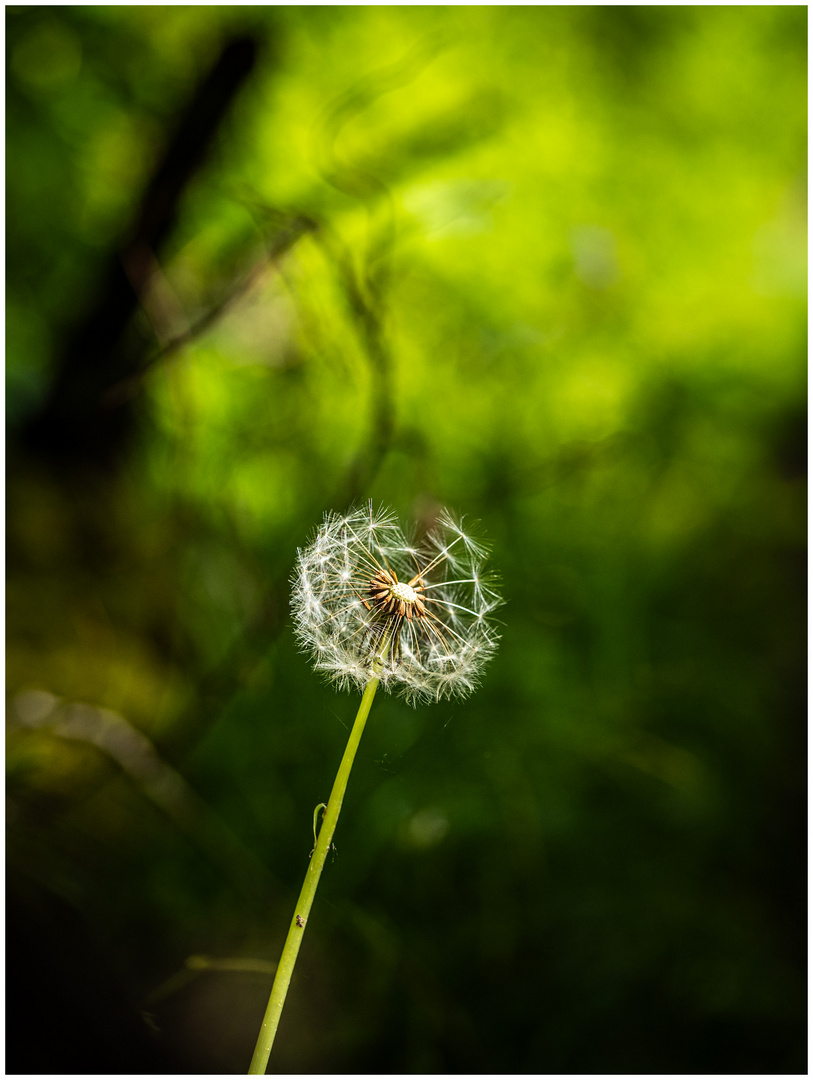 Dandelion