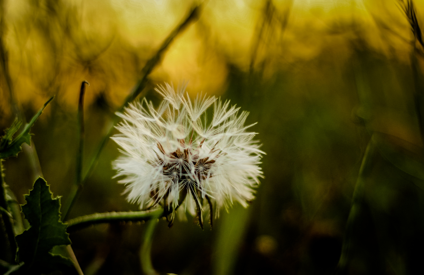 Dandelion