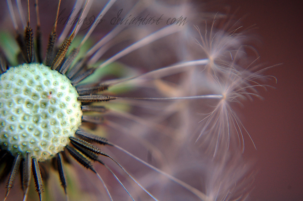 Dandelion.