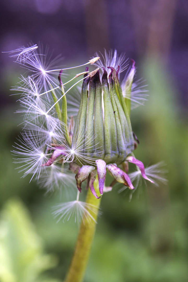 Dandelion