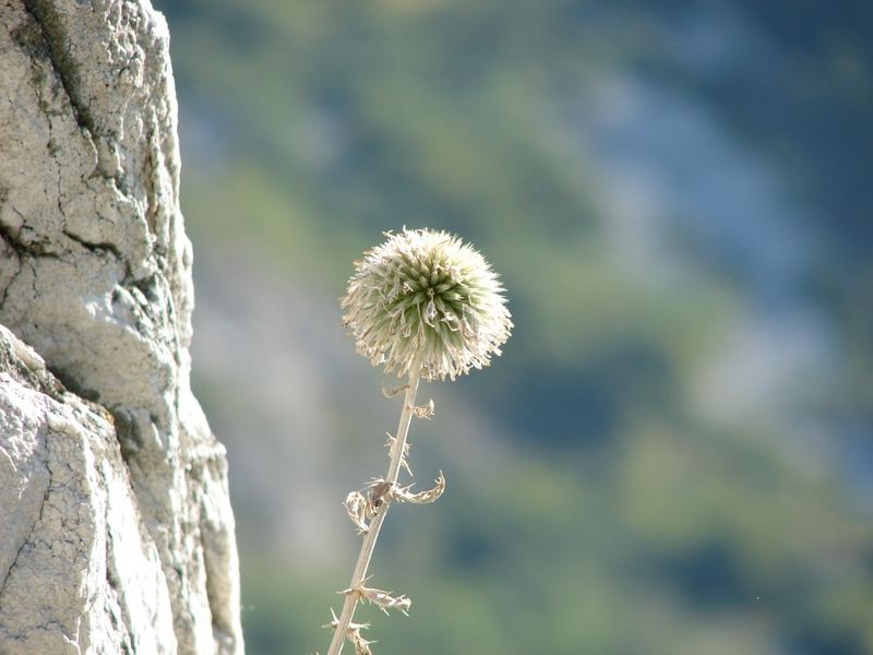 Dandelion