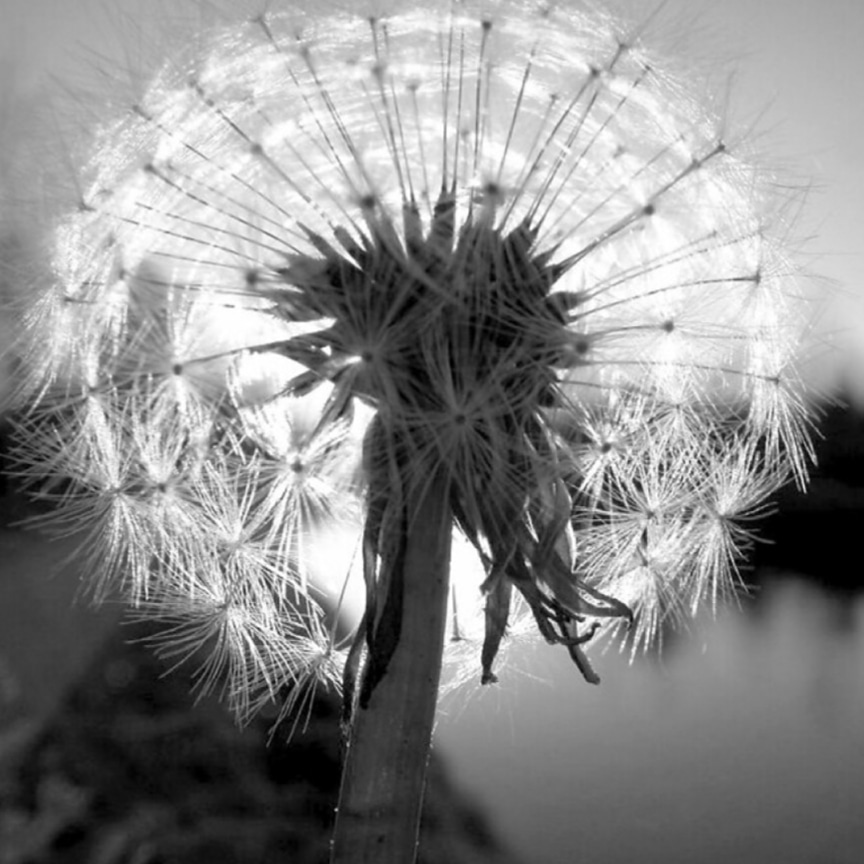 Dandelion 