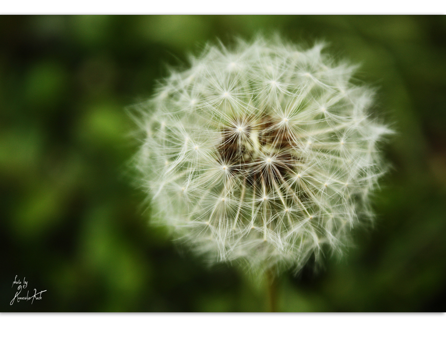 ° Dandelion °