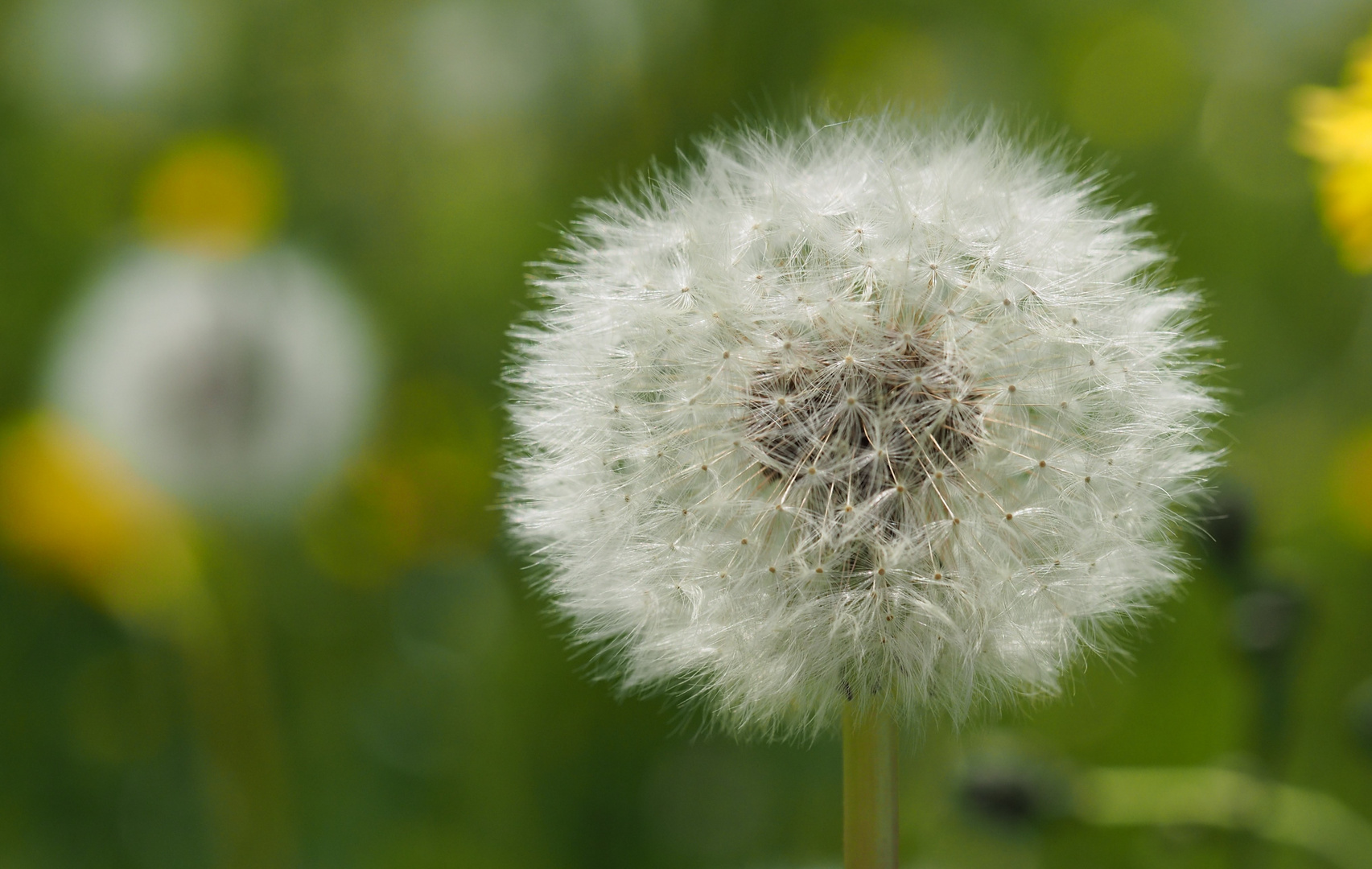 Dandelion