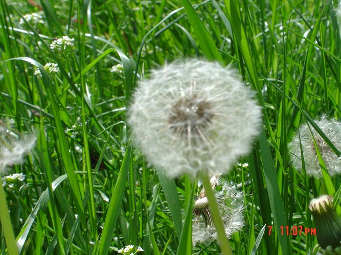 Dandelion