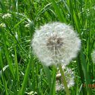 Dandelion