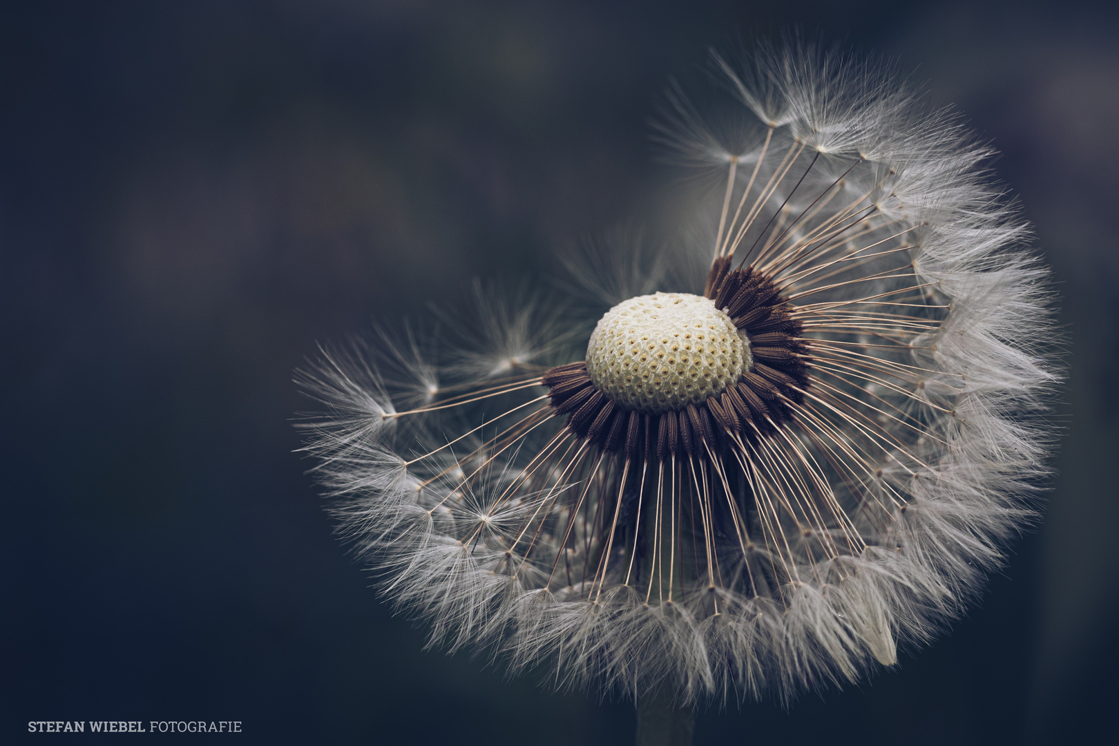 "DANDELION"