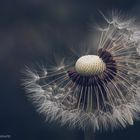 "DANDELION"