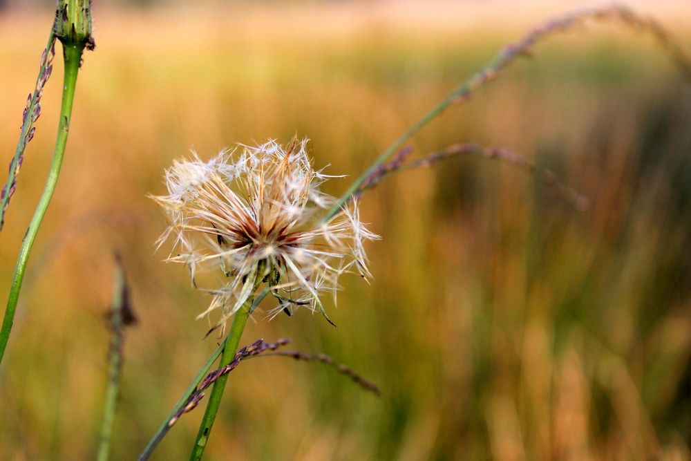 Dandelion