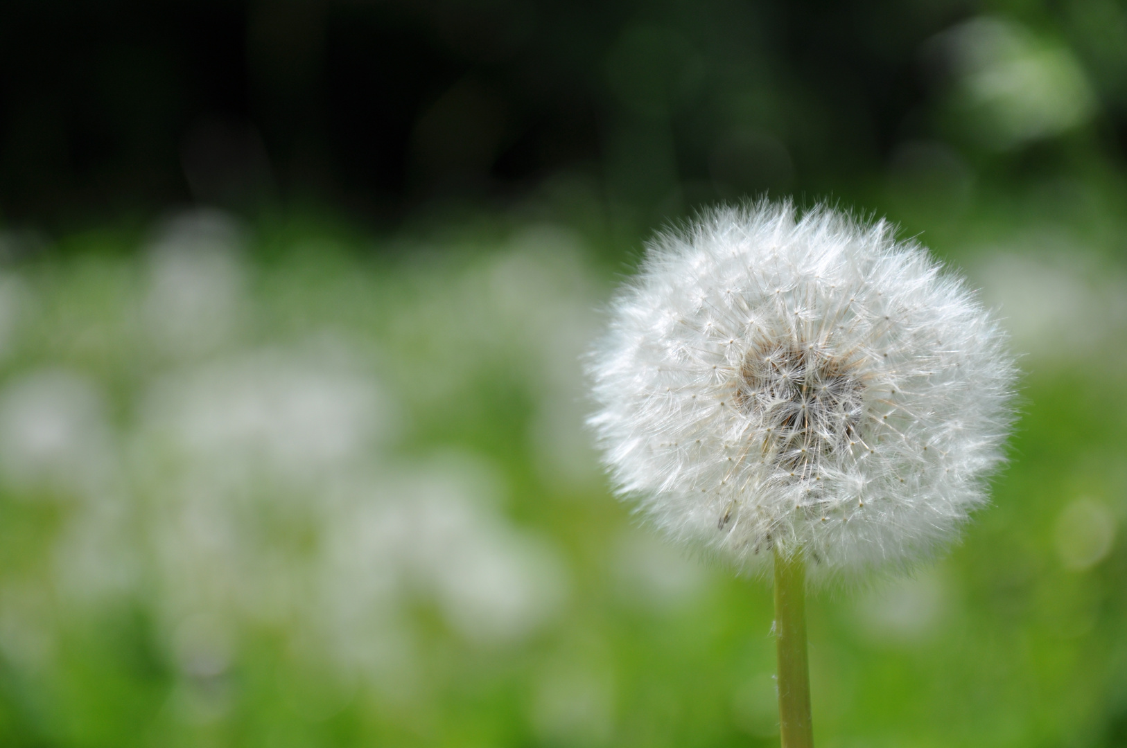 dandelion