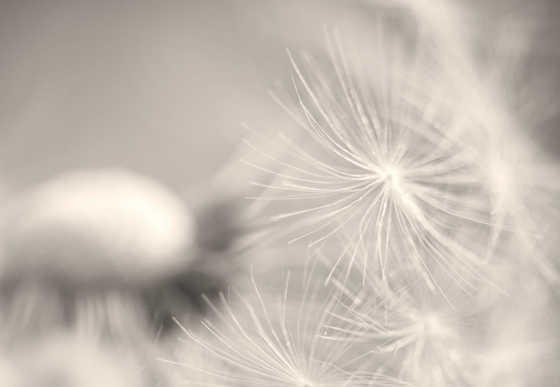 Dandelion