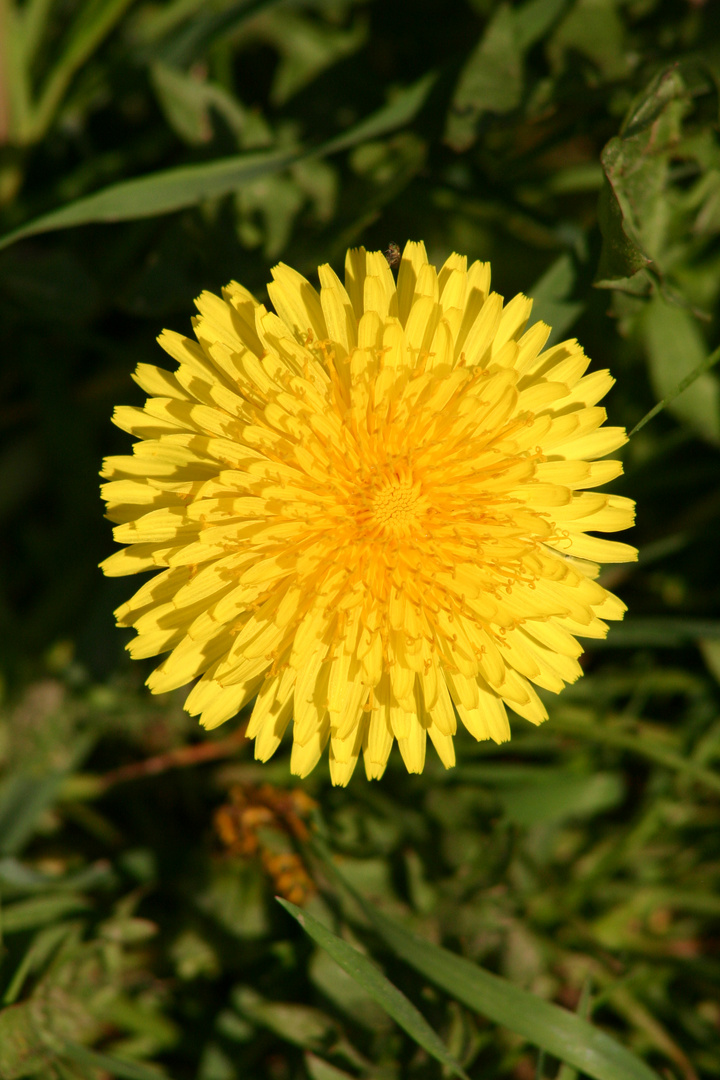 Dandelion