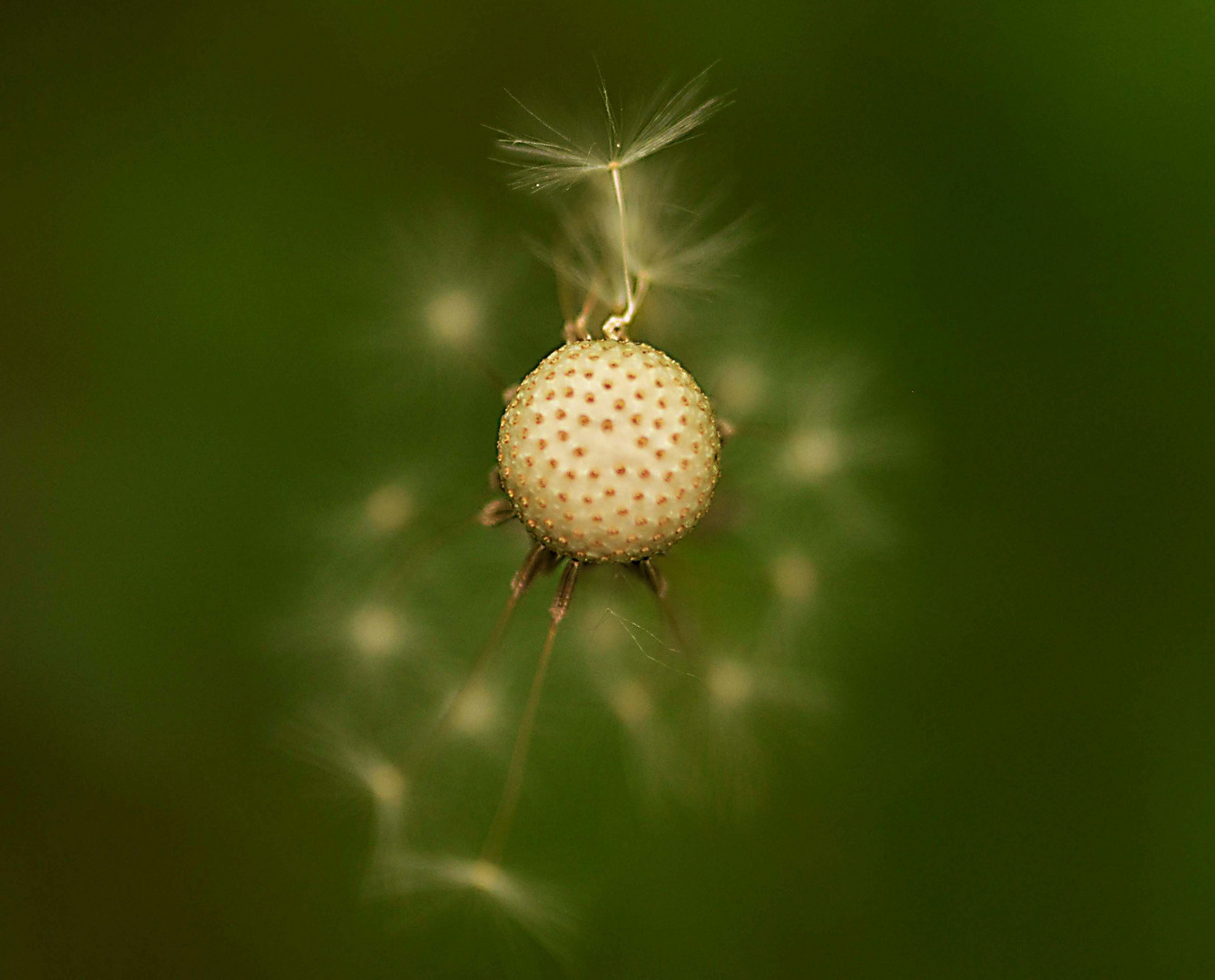 dandelion ballerina