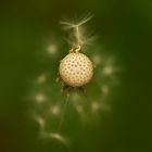 dandelion ballerina