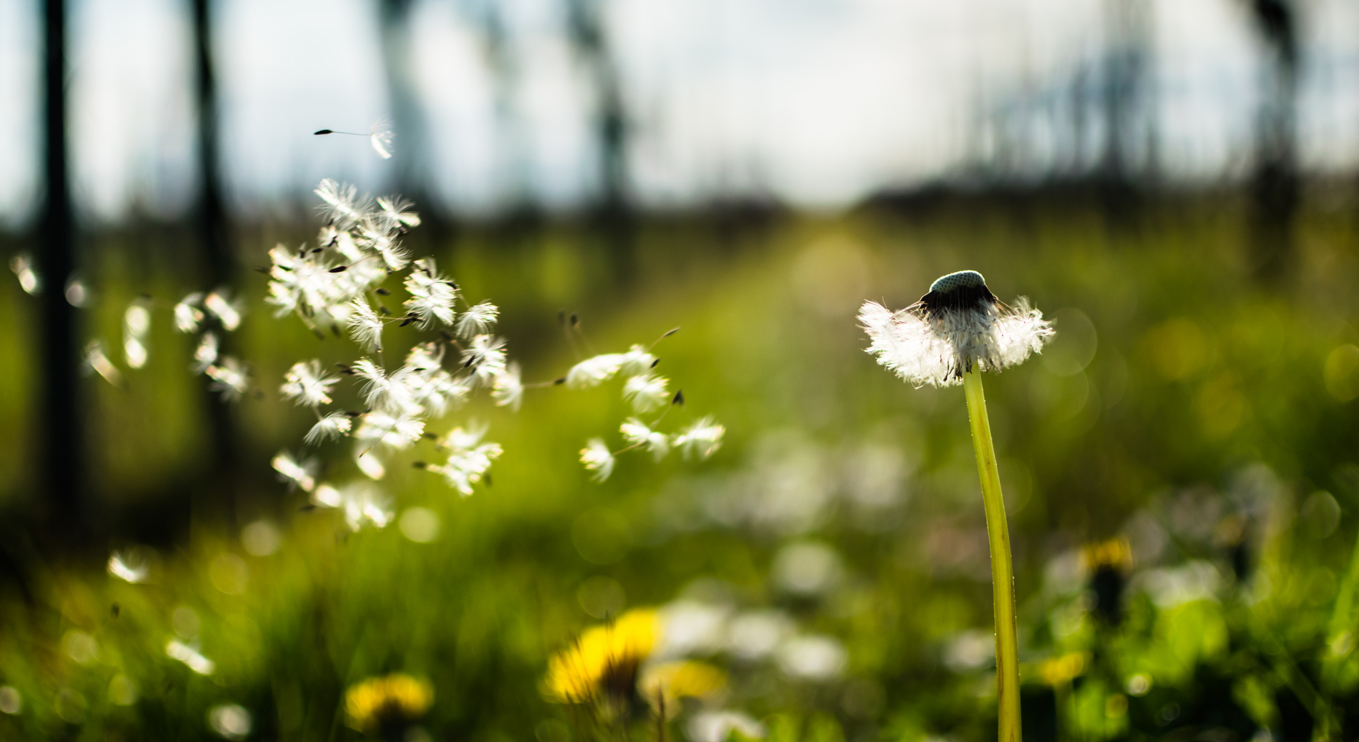 Dandelion