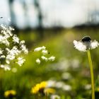 Dandelion