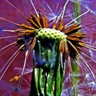 dandelion blowball - Pusteblume