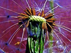 dandelion blowball - Pusteblume