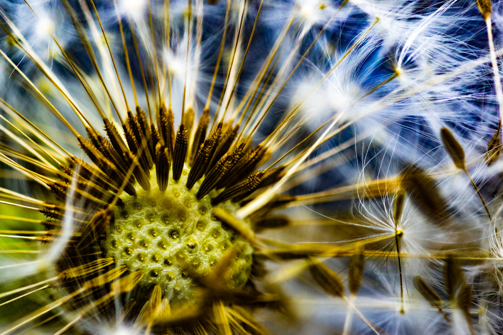 Dandelion Blue Round